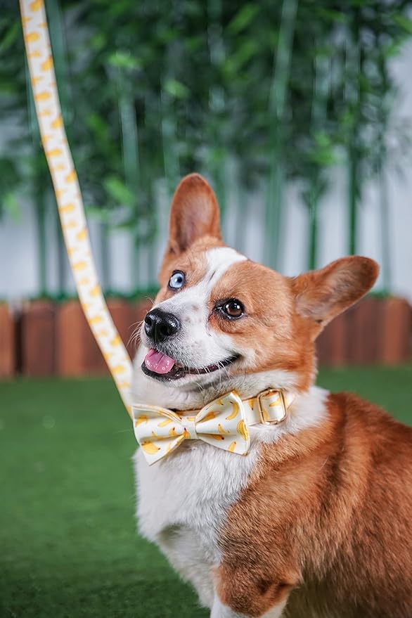 Custom Dog Collar with Metal Buckle - Pet Collars Personalized with Name and Phone Number (Fruit)