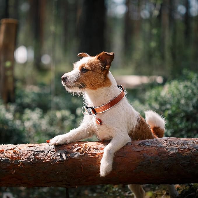 QDAN Dog Tracker, GPS Tracker for Dogs with Collar, Pet Tracker for Cat, Location Tracker, Smart Item Finder, No Charging, No Monthly Fee, IP67 Waterproof, Compatible for iOS Only