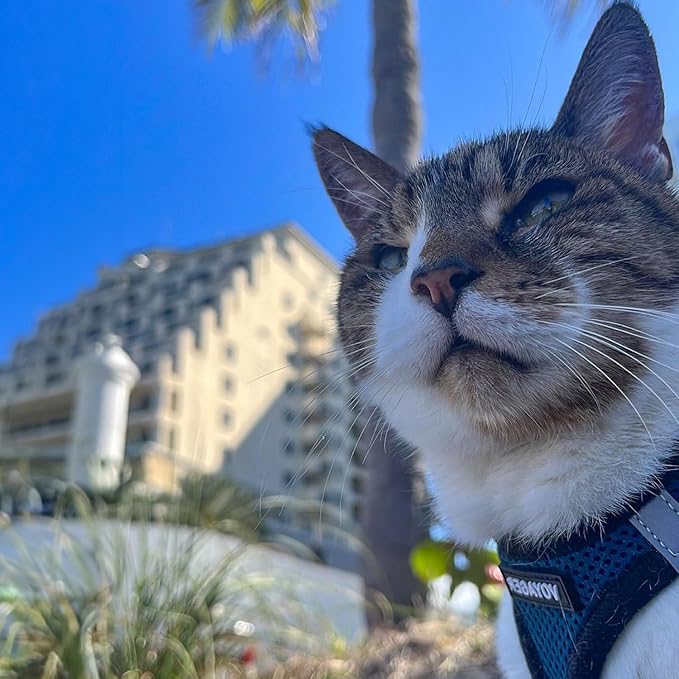 Voyager Step-in Air All Weather Mesh Harness and Reflective Dog 5 ft Leash Combo with Neoprene Handle, for Small, Medium and Large Breed Puppies by Best Pet Supplies - Blue/Black Trim, X-Small