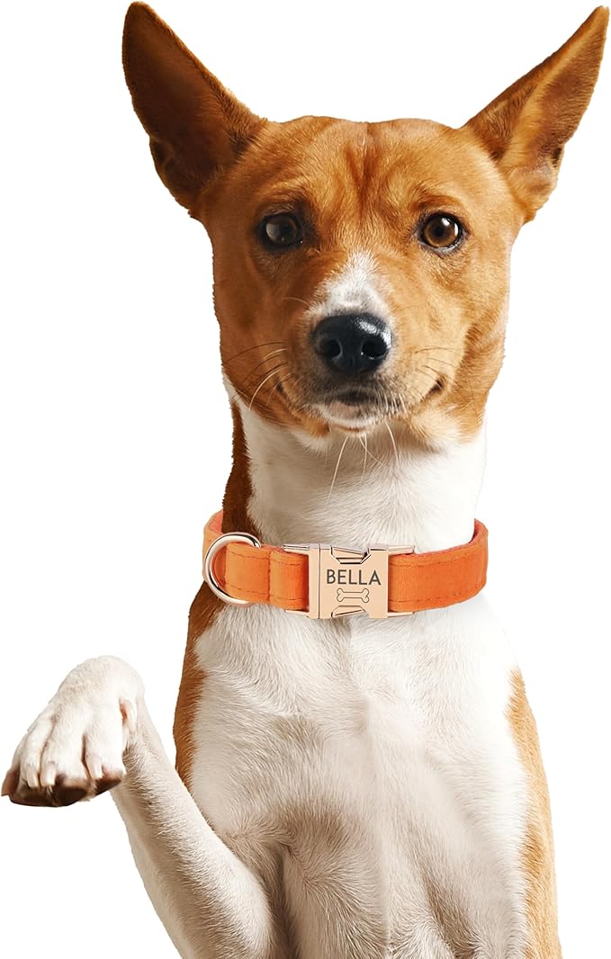 Velvet Harness Set, Gift for Pet Owners, Custom Dog Collar Personalized with Name and Phone Number, Custom Collar and Leash for Dogs, Engraved Metal Buckle Collar (Large)