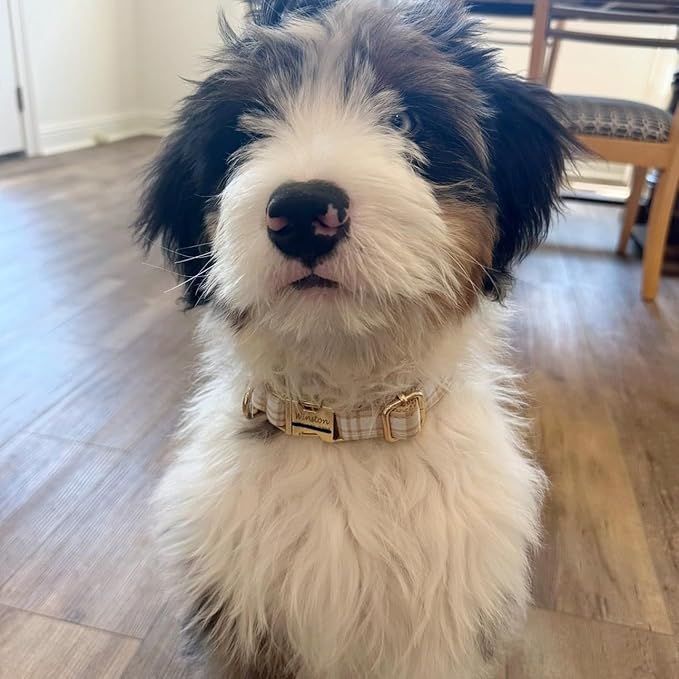 PETDURO Personalized Dog Collar Brown Plaid for Large Medium Dogs | Engraved Name and Phone Number on Gold Metal Buckle for Boys & Girls | Add Leash & Bow Tie via Customize Now