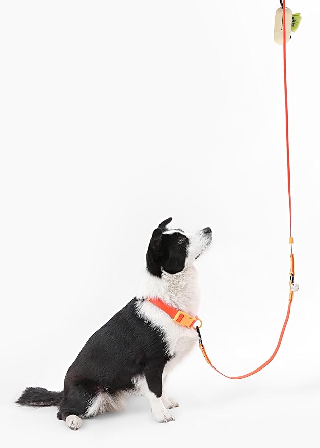 WLK1006A-5SET Luna Large 8FT Adjustable 6-in-1 Waterproof Hands-Free Leash and Collar with LED Flashlight, Bag Dispenser, and Poop Bag Holder, Aperol