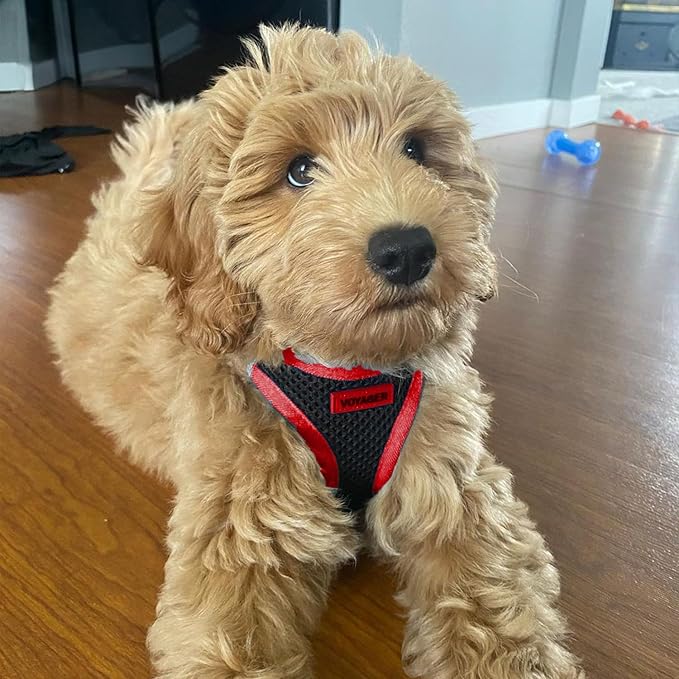 Voyager Step-in Air All Weather Mesh Harness and Reflective Dog 5 ft Leash Combo with Neoprene Handle, for Small, Medium and Large Breed Puppies by Best Pet Supplies - Red Trim, M