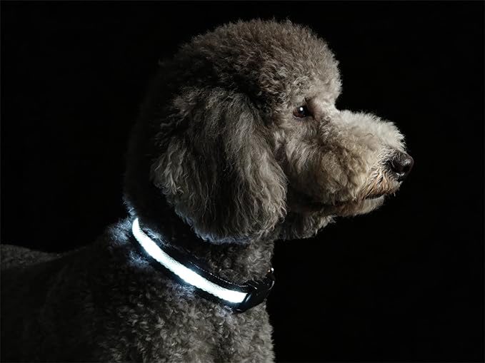 LED Dog Collar for Small Dogs Cats - Fully Waterproof & Adjustable Glow Collar - USB-C Rechargeable for Night Walking, Safety - Flashing Lighted Collar for Dogs(White,XS)