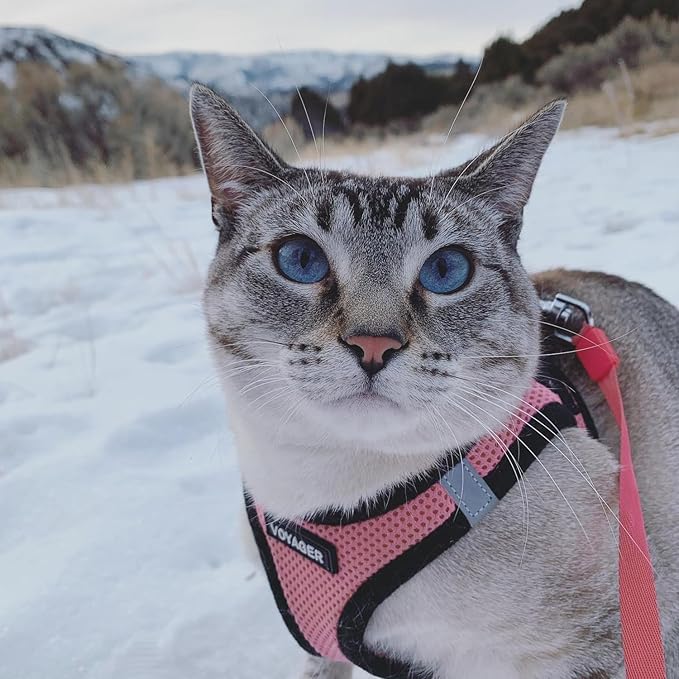 Voyager Step-in Air All Weather Mesh Harness and Reflective Dog 5 ft Leash Combo with Neoprene Handle, for Small, Medium and Large Breed Puppies by Best Pet Supplies - Pink Base,S