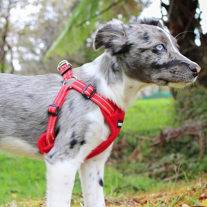 Best Pet Supplies Voyager Mesh Dog Breathable Harness Reflective Stitching, All Weather Adjustable for Walking Training, or Running - Heavy Duty & Durable, Harness (Red), S