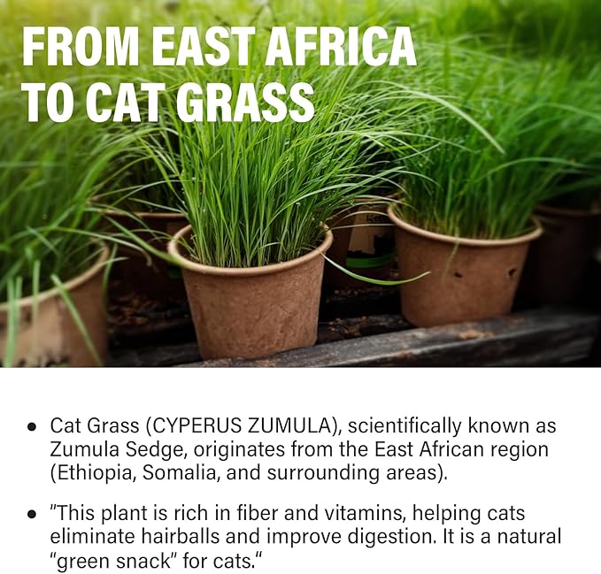 Natural Cat Grass Treats for Indoor Cats | Salmon & Catnip Dental Snacks | Hairball Control & Teeth Cleaning | Freeze-Dried Training Rewards