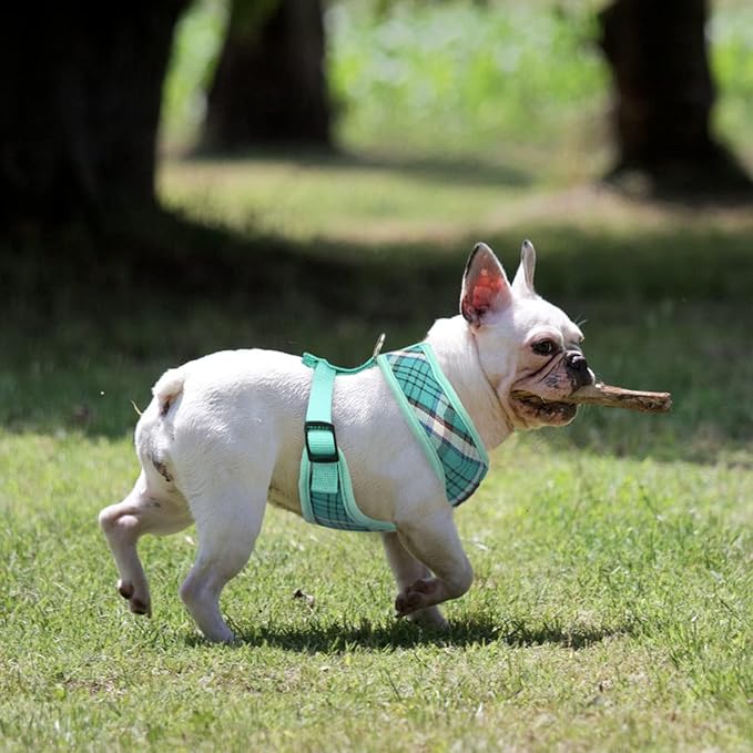 PUPTECK Soft Mesh Dog Harness and Leash Set Pet Puppy Cat Comfort Padded Vest No Pull Harnesses, Green, XS