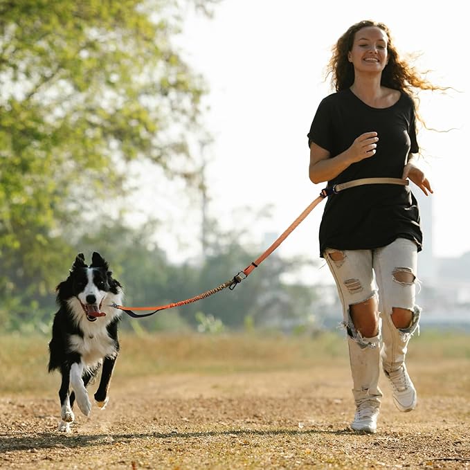 Roses&Poetry Hands Free Dog Leash for Medium Large Dogs Heavy Duty, No Pull Bungee Dog Running Waist Leash for Walking Training with Car Seatbelt 4-6FT