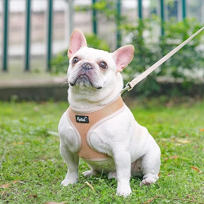 PUPTECK Soft Mesh Dog Harness and Leash Set Pet Puppy Cat Comfort Padded Vest No Pull Harnesses, Solid Beige, M