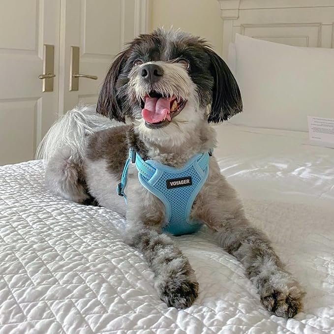 Best Pet Supplies Voyager Mesh Dog Breathable Harness Reflective Stitching, All Weather Adjustable for Walking Training, or Running - Heavy Duty & Durable, Harness Leash Set (Baby Blue), XS