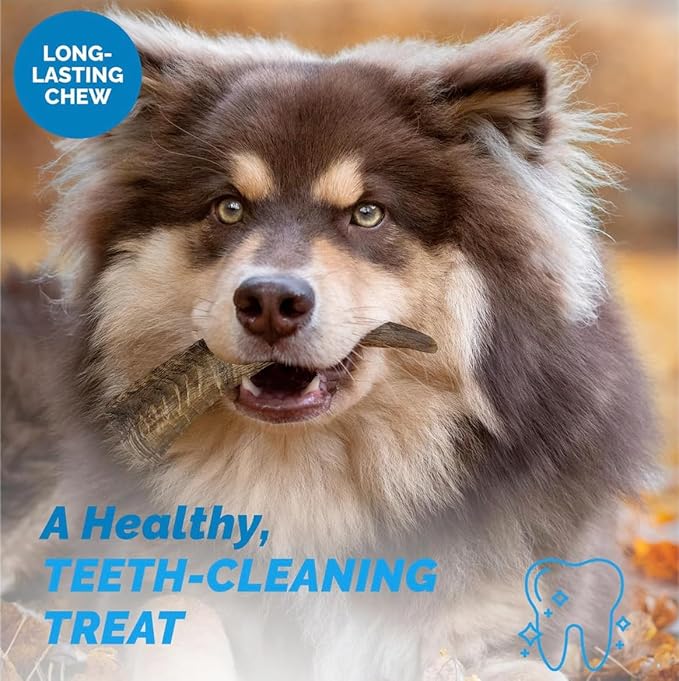 123 Treats Goat Horns for Dogs – (Medium, 3 Count) Long Lasting Dog Treats for Aggressive Chewers, 100% Natural, Rich in Protein & Low in Fat, Supports Dental Health