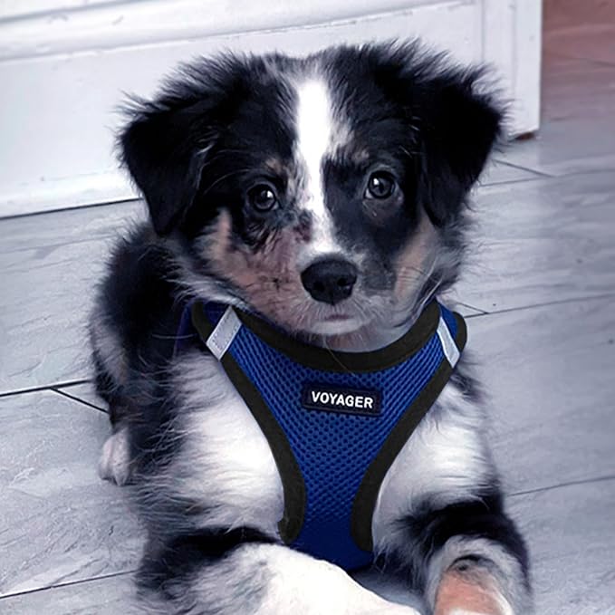 Voyager Step-In Air All Weather Mesh Harness and Reflective Dog 5 ft Leash Combo with Neoprene Handle, For Small, Medium and Large Breed Puppies by Best Pet Supplies - Royal Blue/Black Trim, XXX-Small