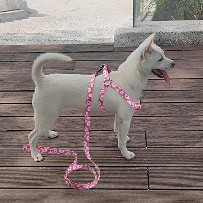 QQPETS Dog Harness Leash Set Adjustable Heavy Duty No Pull Halter Harnesses for Small Medium Large Breed Dogs Back Clip Anti-Twist Perfect for Walking (M(19"-26" Chest Girth), Daisy)