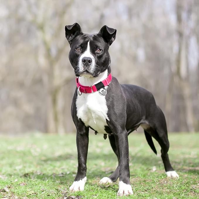 SCENEREAL Dog Collar Bell for Training, Hiking, Walking, Hunting, Pet Tracker, 2 Pack 1.0" Extra Loud Pet Bell for Save Wildlife and Birds (Bear Bell, Cow Bell) Gold | Silver for Small Medium Dogs