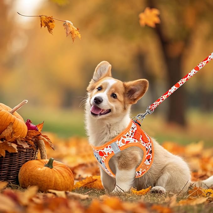 EXPAWLORER Thanksgiving Autumn Puppy Harness - Dog Collar and Leash - Soft Mesh Padded Adjustable Step in Small Dog Vest Harness No Pull, Reflective Escape Proof for Outdoor Walking, Orange M