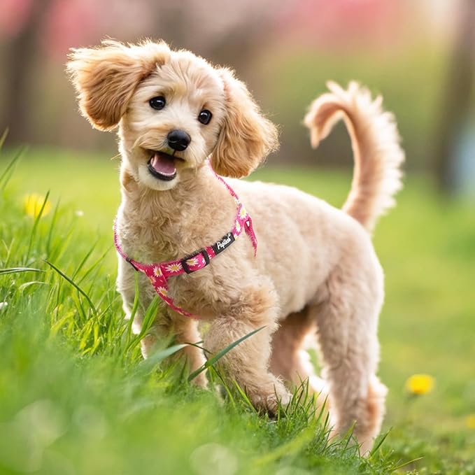 PUPTECK No Pull Dog Harness Soft Adjustable Basic Nylon Step in Puppy Vest Outdoor Walking with ID Tag, Fuchsia Daisy, XS