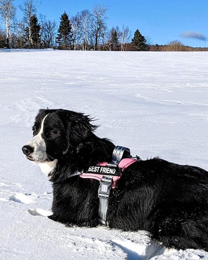 AUROTH Dog Harness and Leash Set, Soft Padded Dog Vest with 5.25FT Dog Leash, No Choke, Easy On Pet Vest, Adjustable Reflective No Pull Dog Harness for Large Dogs, Easy Walking and Training