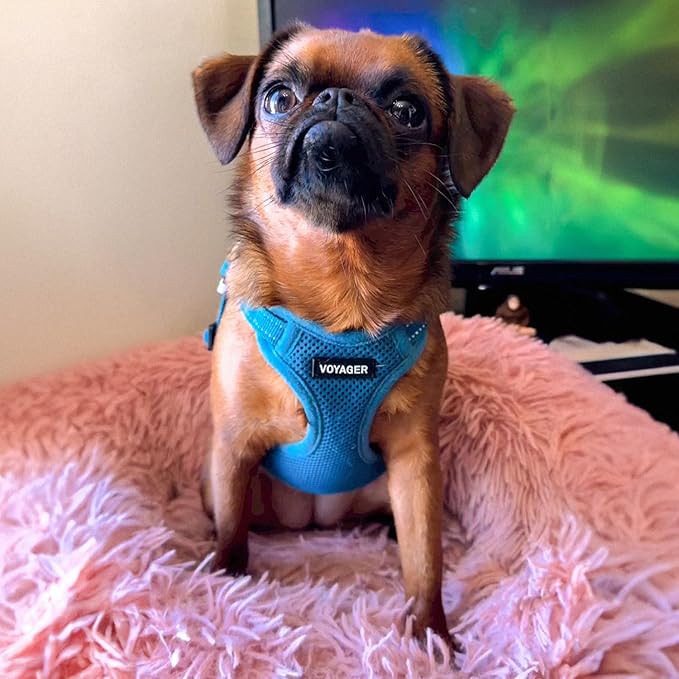 Best Pet Supplies Voyager Mesh Dog Breathable Harness Reflective Stitching, All Weather Adjustable for Walking Training, or Running - Heavy Duty & Durable, Harness Leash Set (Turquoise), S