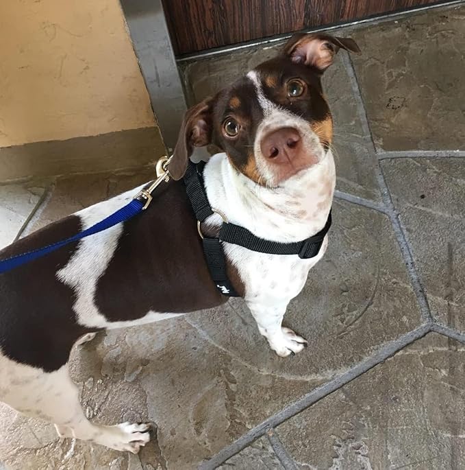 PUPTECK No Pull Dog Harness Soft Adjustable Basic Step in Puppy Vest Outdoor Walking with ID Tag X-Small