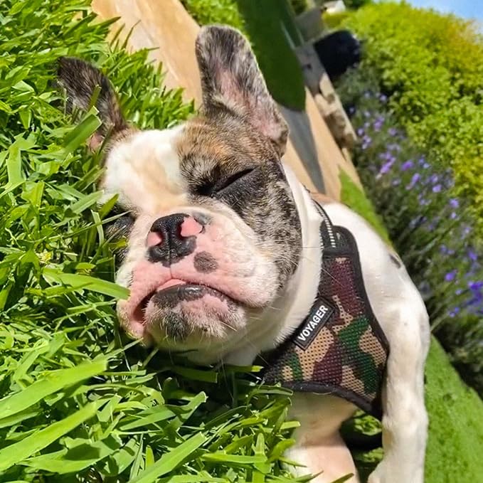 Best Pet Supplies Voyager Mesh Dog Breathable Harness Reflective Stitching, All Weather Adjustable for Walking Training, or Running - Heavy Duty & Durable, Harness Leash Set (Army Base), S