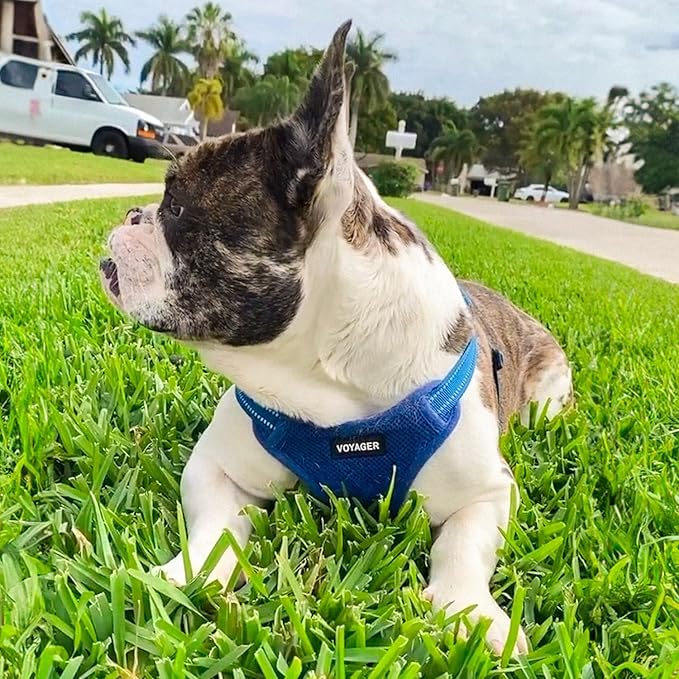 Best Pet Supplies Voyager Mesh Dog Breathable Harness Reflective Stitching, All Weather Adjustable for Walking Training, or Running - Heavy Duty & Durable, Harness Leash Set (Royal Blue), S