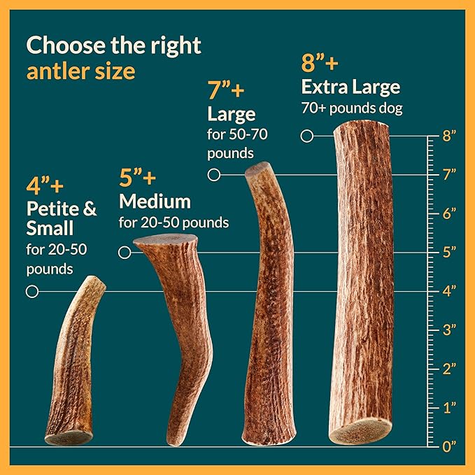 REXIPETS 100% Natural - Elk Antlers for Dogs - Naturally Shed in USA - Long Lasting Chews for Aggressive Chewers - Natural, Real Dog Antler Treats & Toys - Dog Chews - No Odor & No Mess - Large