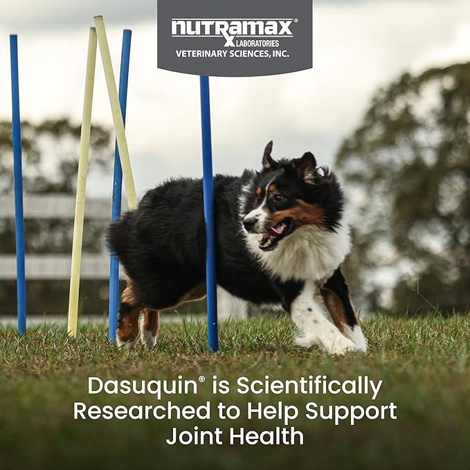Nutramax Dasuquin for Large Dogs, Joint Health Supplement, Contains Glucosamine for Dogs, Plus Chondroitin, ASU, MSM and More, Supports Healthy Joints, Soft Chews, 150 Count