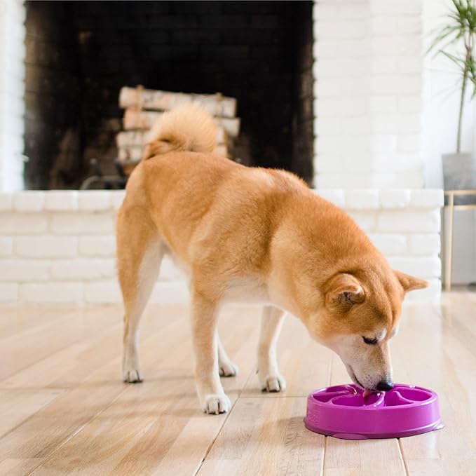 Outward Hound Medium Slow Feeder Bowl, Puzzle Maze for Fast Eaters, Small to Medium Dogs, Helps Prevent Bloat & Aid Digestion, Holds 2 Cups Wet or Dry Food, Non-Slip, Made Without BPA, Purple