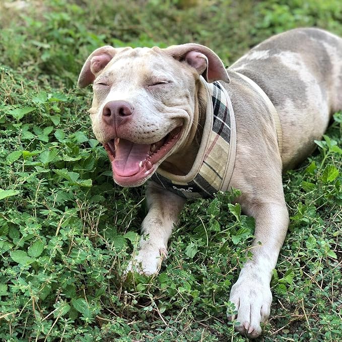 Pupteck Soft Mesh Dog Harness Sized and Leash Set Pet Puppy Cat Comfort Padded Vest No Pull Harnesses, Beige, Medium