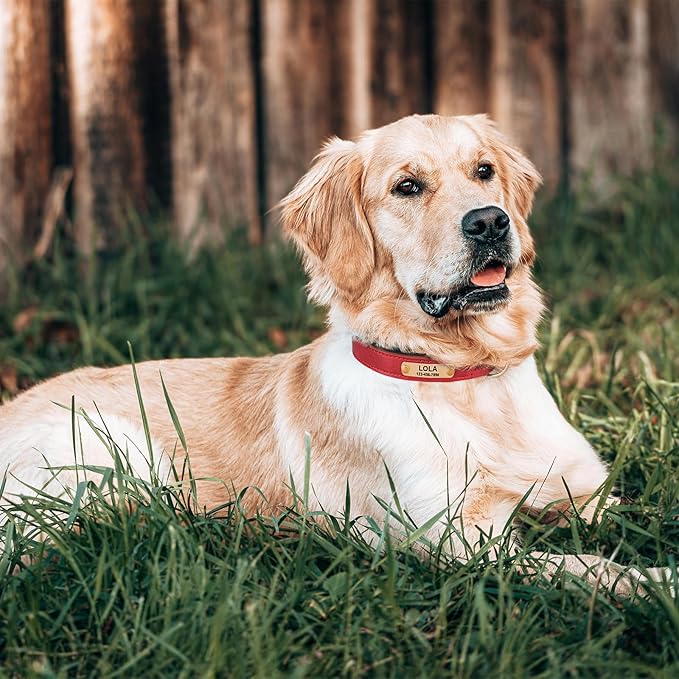 Personalized PU Leather Dog Collar with Custom Bronze Nameplate, Multi-Color, Soft Neoprene, Vintage Bronze Accessories, Optional Leash (Red, XL (18-22 Inches))