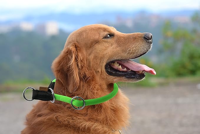 Braided Round Martingale Dog Collar, Training Collar with Slidable Stop Ring - Ideal for Medium/Large Dogs (M+(1/2") - 18" Long, Light Green)
