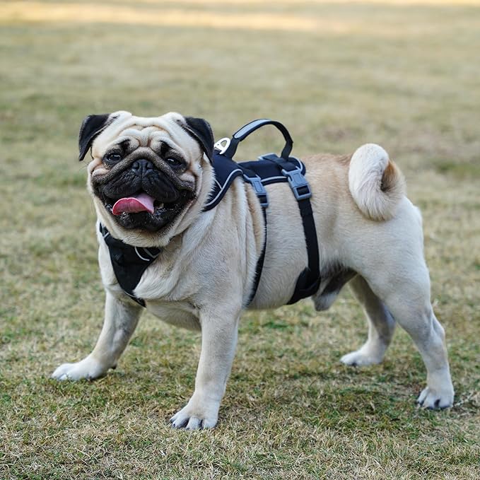 Escape Proof Dog Harness and Leash Set, Lightweight Dog Harness with Lift and Assist Handle, No Pull Reflective Pet Vest for Small Medium Dogs, Ideal for Puppy Walking and Training (Black, M)