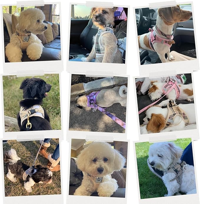 EXPAWLORER Classic Plaid Puppy Harness - Dog Collar and Leash - Soft Mesh Padded Adjustable Step in Small Dog Vest Harness No Pull, Reflective Escape Proof for Outdoor Walking, Black M