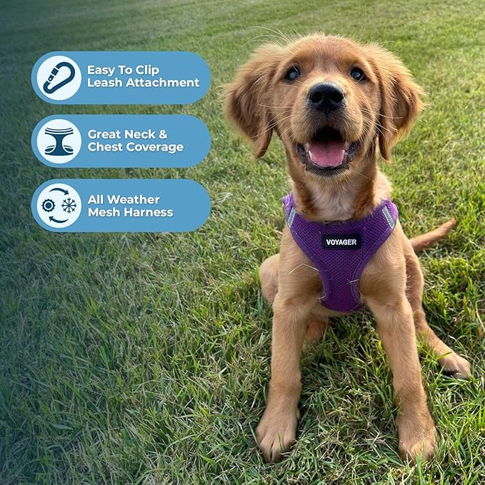 Voyager Step-in Air All Weather Mesh Harness and Reflective Dog 5 ft Leash Combo with Neoprene Handle, for Small, Medium and Large Breed Puppies by Best Pet Supplies - Set (Purple), XL