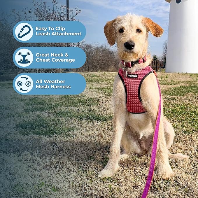 Voyager Step-in Air All Weather Mesh Harness and Reflective Dog 5 ft Leash Combo with Neoprene Handle, for Small, Medium and Large Breed Puppies by Best Pet Supplies - Fuchsia (Leash Bundle), L