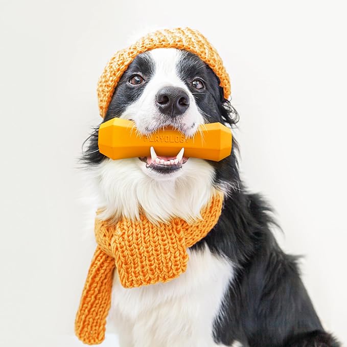 Playology Dog Toys | Durable Squeaky Chew Stick for Dogs | Medium Pumpkin Spice Scented Toy - Easy to Clean and Made from Non Toxic Materials