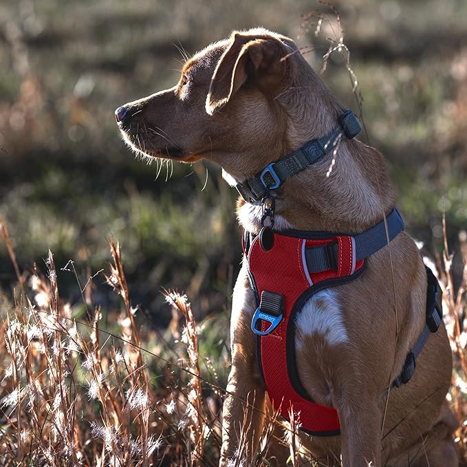 Embark Adventure Dog Harness, Reflective Trim No Pull Dog Harnesses for Small Sized Dogs - Military Grade Nylon, Front Clip with Gel Lined Handle.