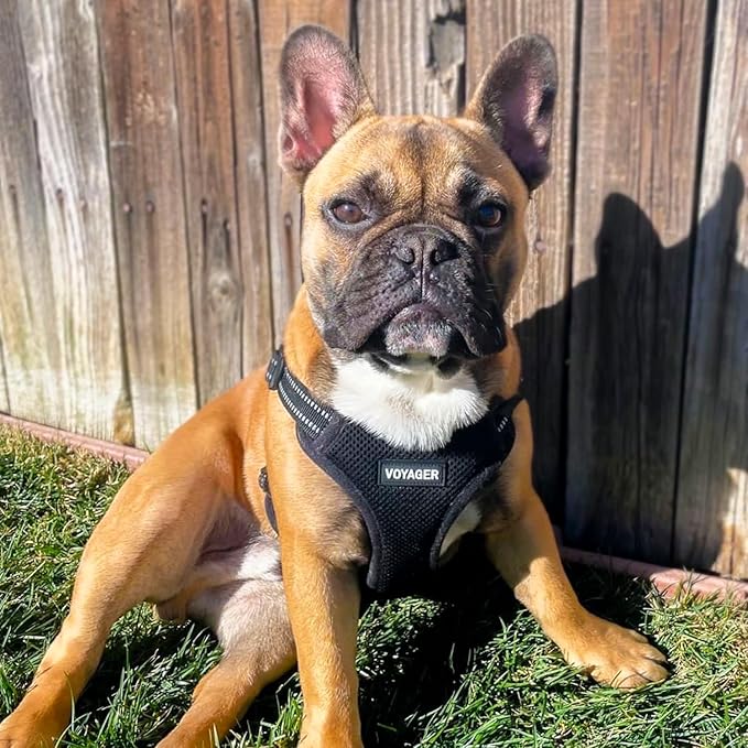 Best Pet Supplies Voyager Mesh Dog Breathable Harness Reflective Stitching, All Weather Adjustable for Walking Training, or Running - Heavy Duty & Durable, Harness Leash Set (Black), S