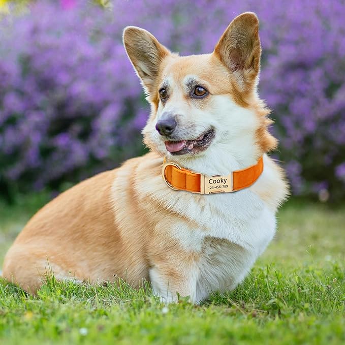 Velvet Personalized Dog Collar with Name - Customizable Dog Collar with Quick Release Metal Buckle - Leash and Bow Tie Available (Yellow, XS)