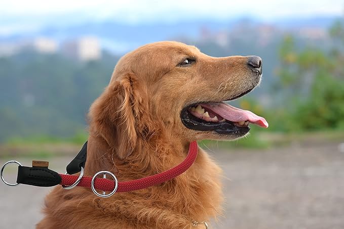 Braided Round Martingale Dog Collar, Training Collar with Slidable Stop Ring - Ideal for Medium/Large Dogs (M+(1/2") - 18" Long, Red)