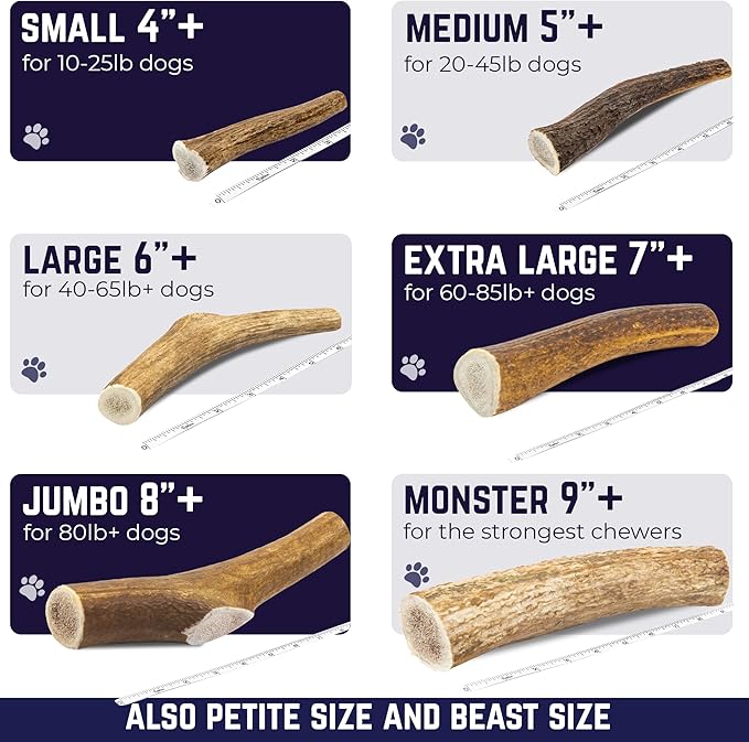 Devil Dog Pet Co. Elk Antlers for Dogs, Medium 5"+, 1 Pack, Grade A Long Lasting Chew for Aggressive Chewers, Premium USA Naturally Shed Antler – Healthy, No Odor, Durable Dog Chew