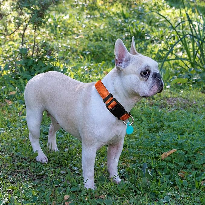 Reflective Dog Collar Padded with Soft Neoprene Breathable Adjustable Nylon Dog Collars for Small Medium Large Dogs (X-Small (Pack of 1), Orange Collar+Leash)