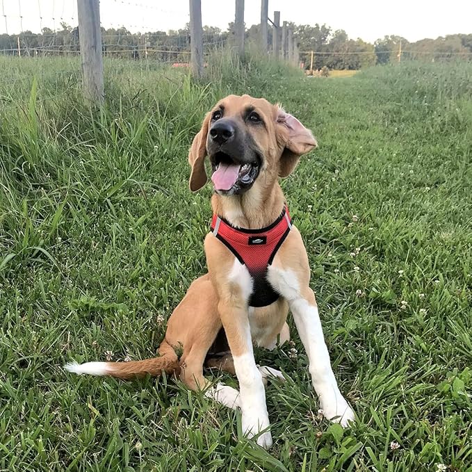 Chest-Pull Dog Harness | Ombre Midnight Red by Doggie Design