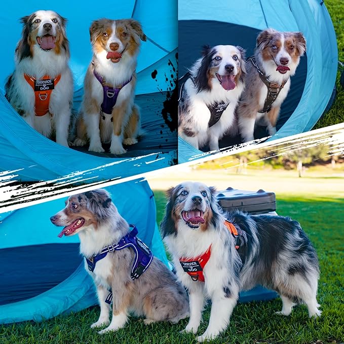 rabbitgoo Tactical Dog Harness for Small Dogs, No Pull Military Service Vest with Handle & Molle, Easy Control for Training Walking, Adjustable Reflective Straps, Orange, S