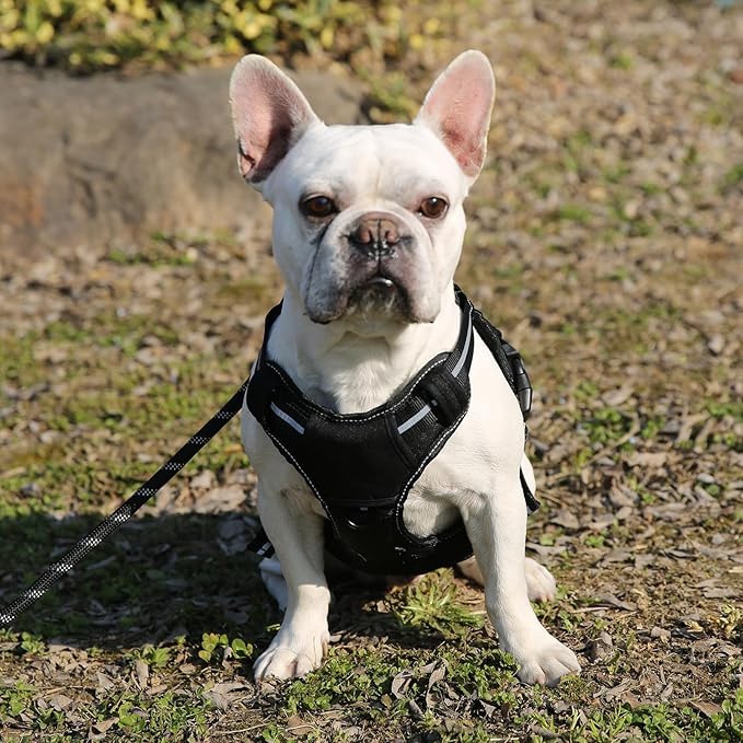 Amazon Basics No Pull Dog Harness, Adjustable Front Clip, Tactical Vest, Large, Black