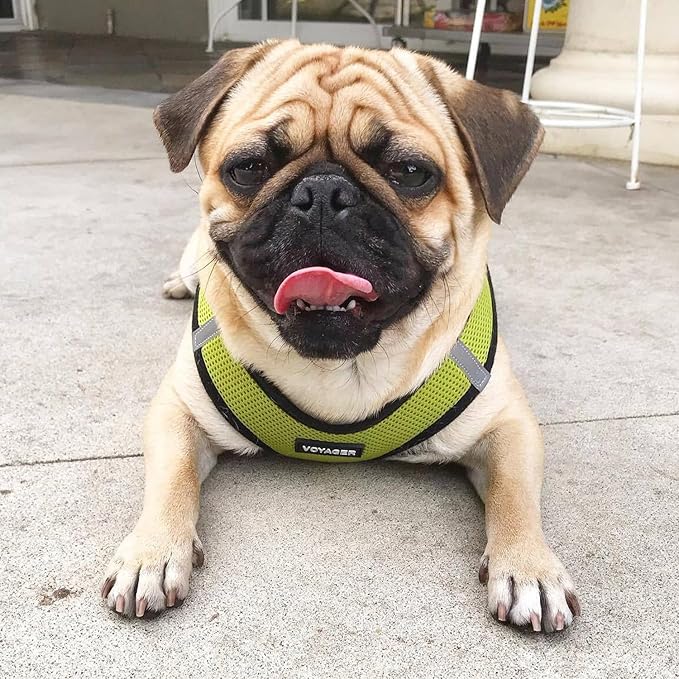 Voyager Step-in Air All Weather Mesh Harness and Reflective Dog 5 ft Leash Combo with Neoprene Handle, for Small, Medium and Large Breed Puppies by Best Pet Supplies - Lime/Black Trim, Medium
