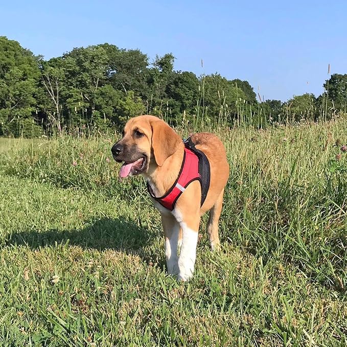 Chest-Pull Dog Harness | Ombre Midnight Red by Doggie Design