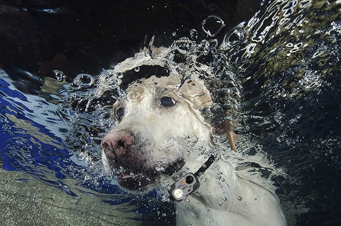 High Tech Pet MS-5 Automatic Pet Door Collar from Brand - Water Resistant - Rugged - Light Weight - Long Life Battery Included - Directional Ultrasonic Signal - USA Customer Service