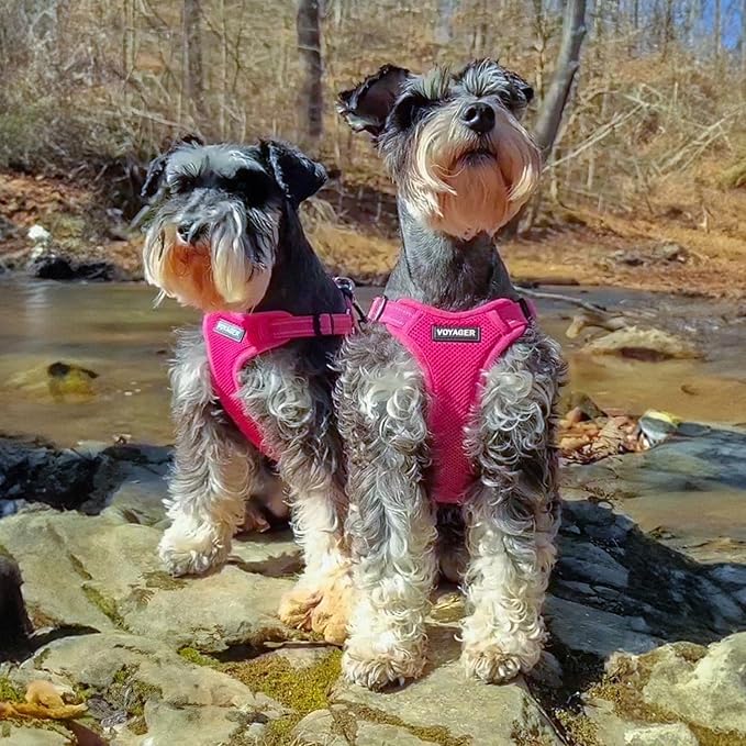 Best Pet Supplies Voyager Mesh Dog Breathable Harness Reflective Stitching, All Weather Adjustable for Walking Training, or Running - Heavy Duty & Durable, Harness Leash Set (Fuchsia), L